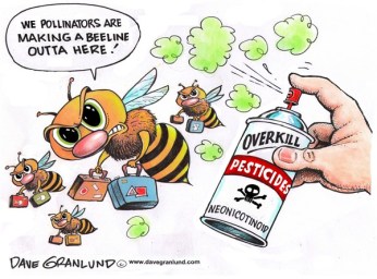 bees-and-pollinations
